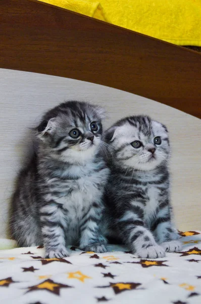 Gatinho Escocês Linha Reta Solto Fofo Animal Munchkin — Fotografia de Stock