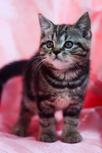 Kätzchen Katze Schottisch Gerade Locker Flauschig Tiermundstück — Stockfoto