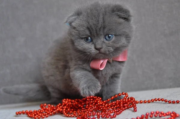 Kitten Cat Scottish Straight Loose Fluffy Animal Munchkin — Stock Photo, Image