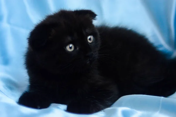 Gatinho Escocês Linha Reta Solto Fofo Animal Munchkin — Fotografia de Stock