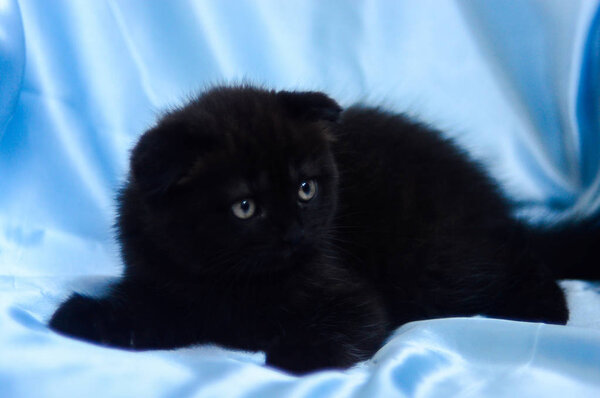 kitten cat Scottish straight, loose fluffy, animal munchkin