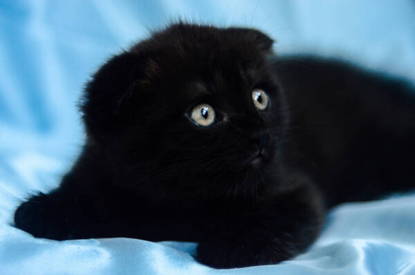 kitten cat Scottish straight, loose fluffy, animal munchkin