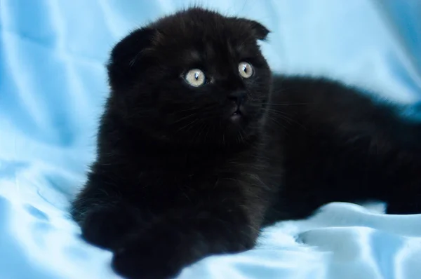 Kätzchen Katze Schottisch Gerade Locker Flauschig Tiermundstück — Stockfoto