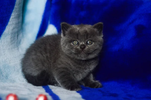 Yavru Kedi Kedi Skoç Düz Gevşek Kabarık Hayvan Cimcime — Stok fotoğraf