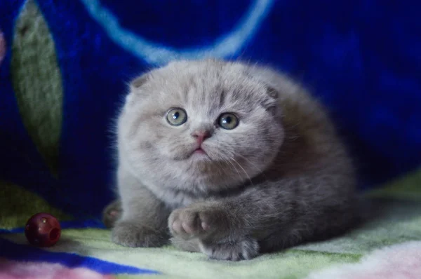 Yavru Kedi Kedi Skoç Düz Gevşek Kabarık Hayvan Cimcime — Stok fotoğraf