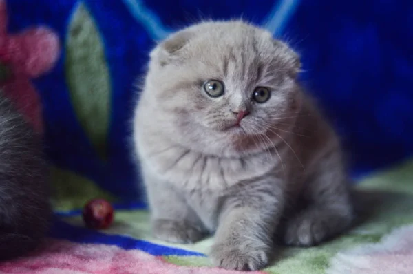 Yavru Kedi Kedi Skoç Düz Gevşek Kabarık Hayvan Cimcime — Stok fotoğraf