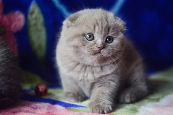 Yavru Kedi Kedi Skoç Düz Gevşek Kabarık Hayvan Cimcime — Stok fotoğraf