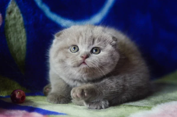 Yavru Kedi Kedi Skoç Düz Gevşek Kabarık Hayvan Cimcime — Stok fotoğraf