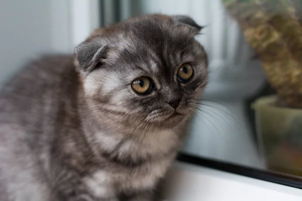 Gatito Gato Escocés Recta Suelto Mullido Animal Munchkin — Foto de Stock