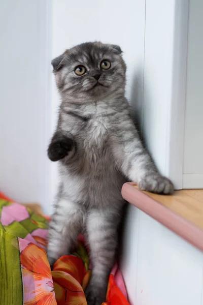 Yavru Kedi Kedi Skoç Düz Gevşek Kabarık Hayvan Cimcime — Stok fotoğraf