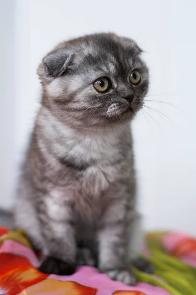 Kätzchen Katze Schottisch Gerade Locker Flauschig Tiermundstück — Stockfoto