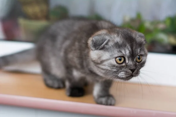 Γατάκι Γάτα Σκωτίας Ευθεία Φαρδιά Αφράτη Animal Munchkin — Φωτογραφία Αρχείου