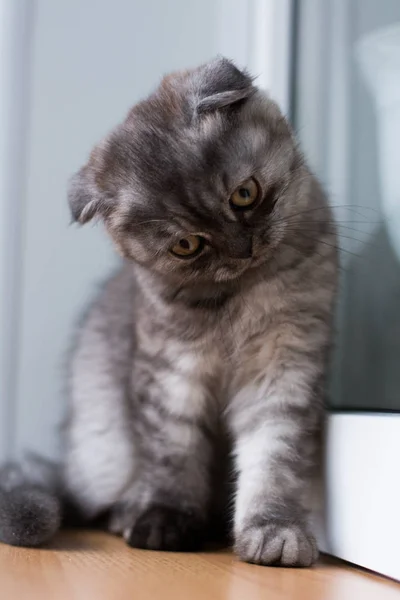 Yavru Kedi Kedi Skoç Düz Gevşek Kabarık Hayvan Cimcime — Stok fotoğraf