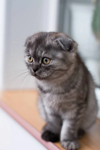 Kattunge Katt Skotska Raka Löst Fluffig Djur Munchkin — Stockfoto