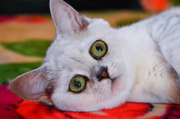 Kotek Kot Szkocki Prosto Luźne Puszyste Zwierząt Munchkin — Zdjęcie stockowe