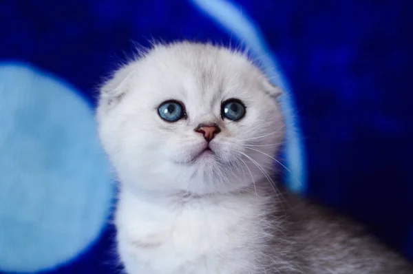 Kitten Cat Scottish Straight Loose Fluffy Animal Munchkin — Stock Photo, Image
