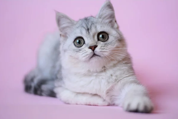 Gatinho Escocês Linha Reta Solto Fofo Animal Munchkin — Fotografia de Stock