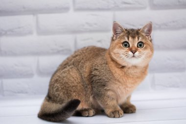 kitten cat Scottish straight, loose fluffy, animal munchkin clipart