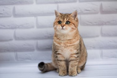 yavru kedi kedi İskoç düz, gevşek kabarık, hayvan cimcime