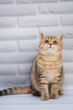 yavru kedi kedi İskoç düz, gevşek kabarık, hayvan cimcime