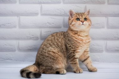 yavru kedi kedi İskoç düz, gevşek kabarık, hayvan cimcime