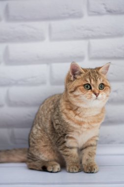 yavru kedi kedi İskoç düz, gevşek kabarık, hayvan cimcime