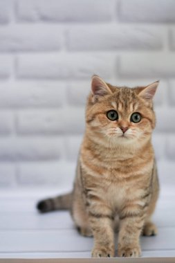 yavru kedi kedi İskoç düz, gevşek kabarık, hayvan cimcime