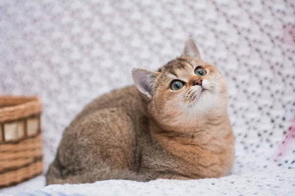 Kitten Cat Scottish Straight Loose Fluffy Animal Munchkin — Stock Photo, Image