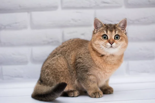 Kätzchen Katze Schottisch Gerade Locker Flauschig Tiermundstück — Stockfoto