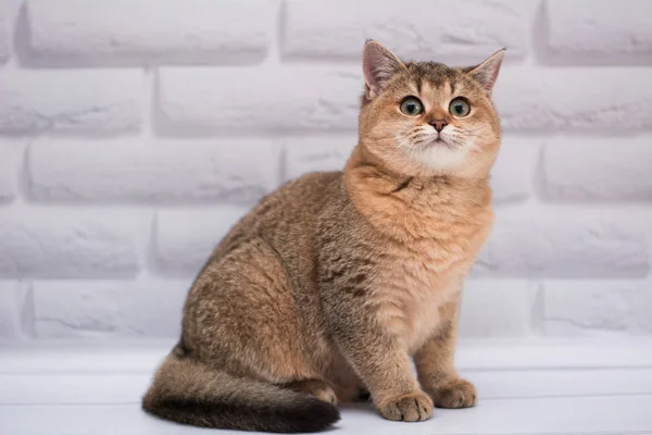 Kattunge Katt Skotska Raka Löst Fluffig Djur Munchkin — Stockfoto