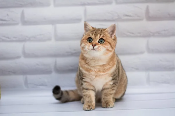 yavru kedi kedi İskoç düz, gevşek kabarık, hayvan cimcime