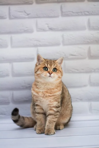 Gatinho Escocês Linha Reta Solto Fofo Animal Munchkin — Fotografia de Stock