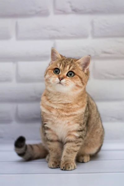 Kätzchen Katze Schottisch Gerade Locker Flauschig Tiermundstück — Stockfoto