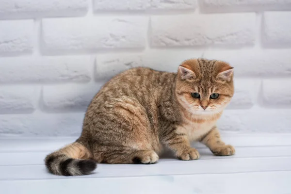 Kotě Kočka Skotský Rovný Volné Nadýchané Zvířecí Munchkin — Stock fotografie