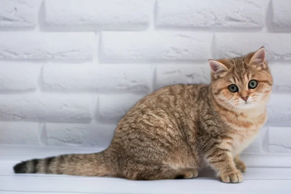 Yavru Kedi Kedi Skoç Düz Gevşek Kabarık Hayvan Cimcime — Stok fotoğraf