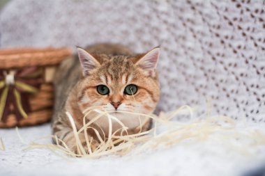 yavru kedi kedi İskoç düz, gevşek kabarık, hayvan cimcime