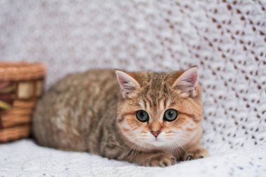 yavru kedi kedi İskoç düz, gevşek kabarık, hayvan cimcime