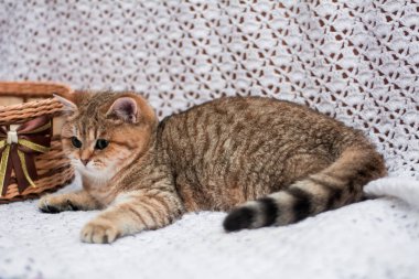 yavru kedi kedi İskoç düz, gevşek kabarık, hayvan cimcime