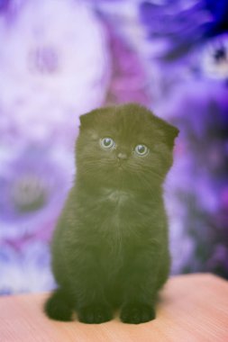 yavru kedi kedi İskoç düz, gevşek kabarık, hayvan cimcime