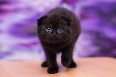 yavru kedi kedi İskoç düz, gevşek kabarık, hayvan cimcime