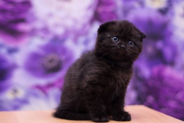 yavru kedi kedi İskoç düz, gevşek kabarık, hayvan cimcime