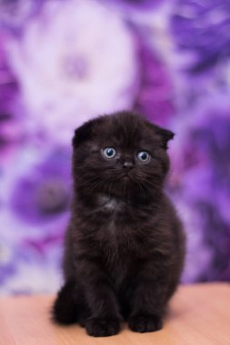 yavru kedi kedi İskoç düz, gevşek kabarık, hayvan cimcime