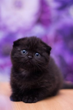 yavru kedi kedi İskoç düz, gevşek kabarık, hayvan cimcime