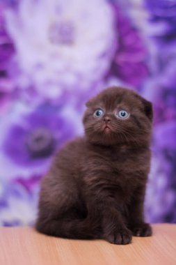 yavru kedi kedi İskoç düz, gevşek kabarık, hayvan cimcime