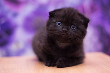 yavru kedi kedi İskoç düz, gevşek kabarık, hayvan cimcime