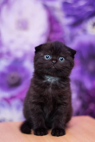 Kitten Cat Scottish Straight Loose Fluffy Animal Munchkin — Stock Photo, Image