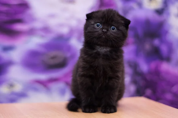 Gatito Gato Escocés Recta Suelto Mullido Animal Munchkin — Foto de Stock