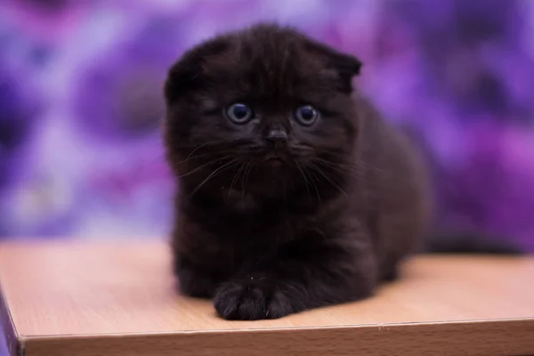 Gatito Gato Escocés Recta Suelto Mullido Animal Munchkin — Foto de Stock