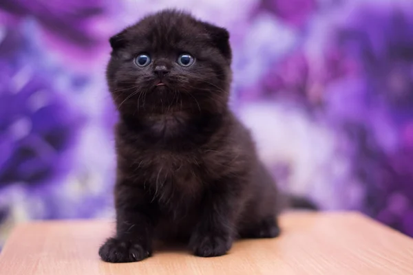 Gatito Gato Escocés Recta Suelto Mullido Animal Munchkin — Foto de Stock