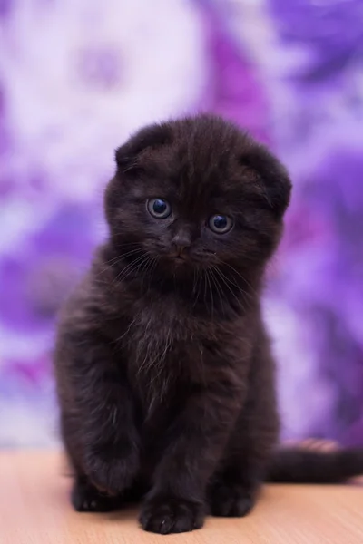 Kattunge Katt Skotska Raka Löst Fluffig Djur Munchkin — Stockfoto